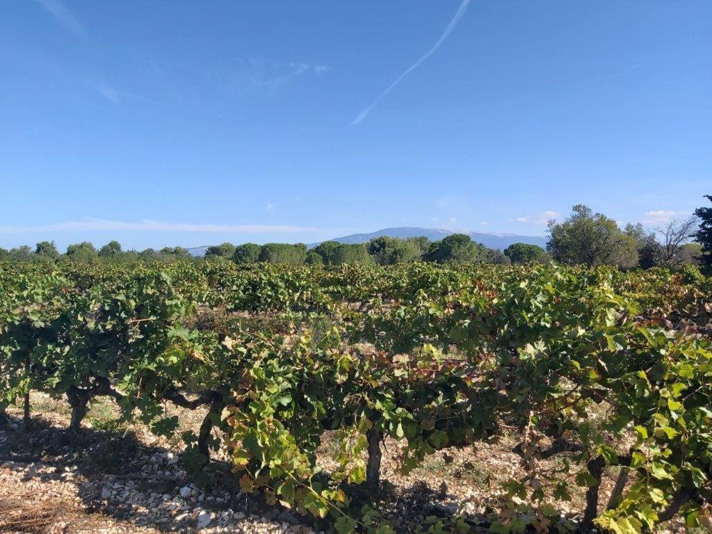 Gite Dans Les Pins Avec Piscine Villa Mazan Buitenkant foto