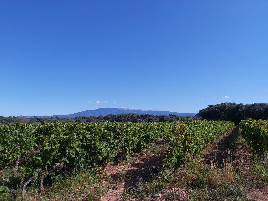 Gite Dans Les Pins Avec Piscine Villa Mazan Buitenkant foto